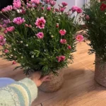 Panier jardinière en osier Osellia Mini à Large – Osier – Cache-pot décoratif – Image 3