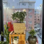 Panier jardinière en osier Osellia Mini à Large – Osier – Cache-pot décoratif – Image 19