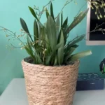 Panier jardinière en osier Osellia Mini à Large – Osier – Cache-pot décoratif – Image 32