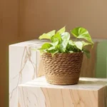 Panier jardinière en osier Osellia Mini à Large – Osier – Cache-pot décoratif – Image 29