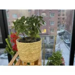 Panier jardinière en osier Osellia Mini à Large – Osier – Cache-pot décoratif – Image 21