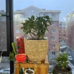 Panier jardinière en osier Osellia Mini à Large – Osier – Cache-pot décoratif – Image 28